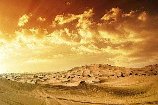 3 Animal Species In India Extinct Due To Desertification: Researchers News Image