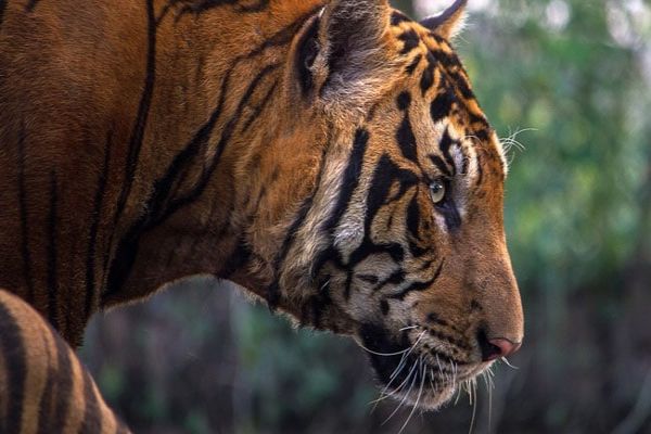 3 Tigers Found Dead In Goa's Mahadayi Forest In 4 Days 3 Tigers Found Dead In Goa's Mahadayi Forest In 4 Days