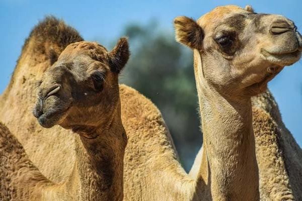 5,000 Camels Shot Dead In 5 Days In Drought-Hit Australia Amid Wildfire 5,000 Camels Shot Dead In 5 Days In Drought-Hit Australia Amid Wildfire
