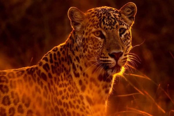 5-Year-Old Leopard On Building Roof Near Hyderabad Tranquilised, Captured 5-Year-Old Leopard On Building Roof Near Hyderabad Tranquilised, Captured