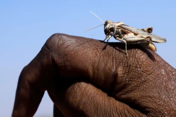After massive locust invasion from Pakistan, Centre sends 11 teams to Gujarat After massive locust invasion from Pakistan, Centre sends 11 teams to Gujarat