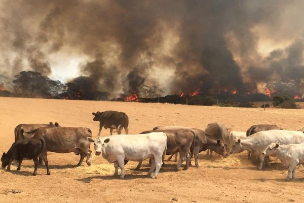 Australia calls for another mass evacuation as monster bushfires return Australia calls for another mass evacuation as monster bushfires return