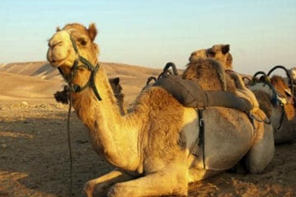 Australia To Kill Thousands Of Camels Amid Wildfires: Report Australia To Kill Thousands Of Camels Amid Wildfires: Report