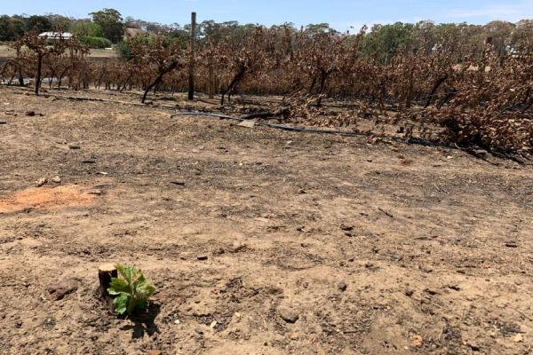 Australian government says to support tourism industry as bushfires recede Australian government says to support tourism industry as bushfires recede