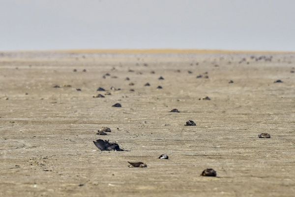 Bacterial Disease Behind Mass Bird Deaths at Sambhar Lake: Report News Image