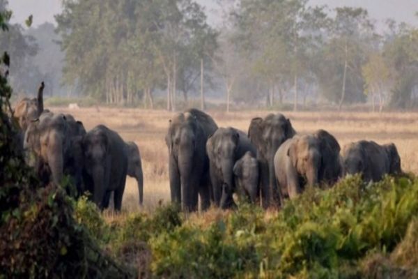 BS Yediyurappa govt seeks to cut elephant corridor near Bengaluru short by 100 sq km BS Yediyurappa govt seeks to cut elephant corridor near Bengaluru short by 100 sq km