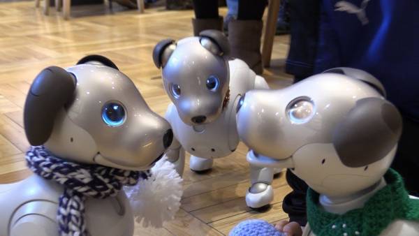 Cafe in Japan holds play dates for ROBOTIC dogs and their owners Cafe in Japan holds play dates for ROBOTIC dogs and their owners