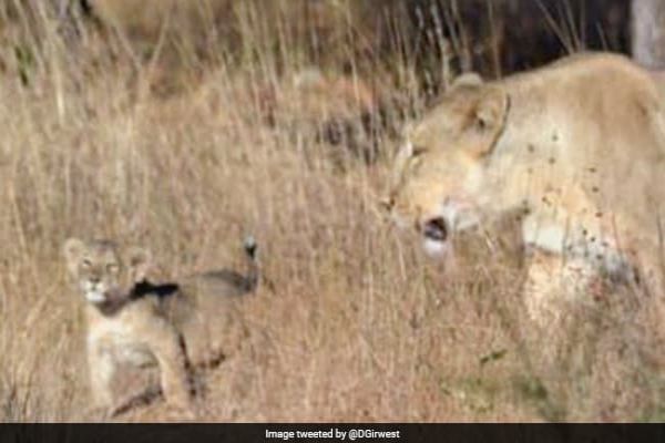 Can Gir Lions Be Relocated To Madhya Pradesh? Top Court Asks Centre Can Gir Lions Be Relocated To Madhya Pradesh? Top Court Asks Centre