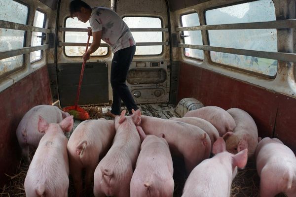 Commercial pig farm in China jams drone signal to combat swine fever crooks Commercial pig farm in China jams drone signal to combat swine fever crooks