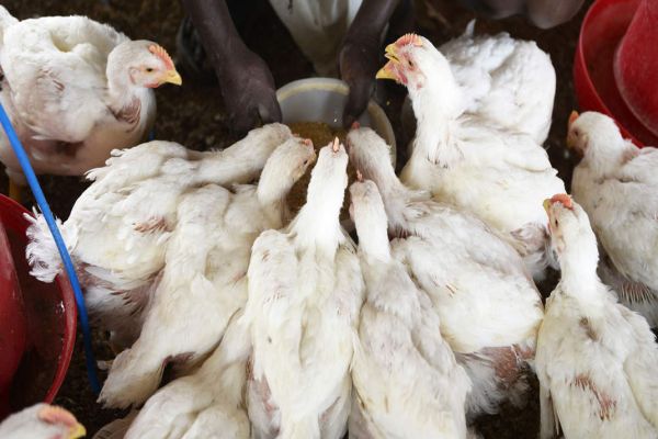 Coronavirus: Chicken prices fall, poultry industry affected Coronavirus: Chicken prices fall, poultry industry affected