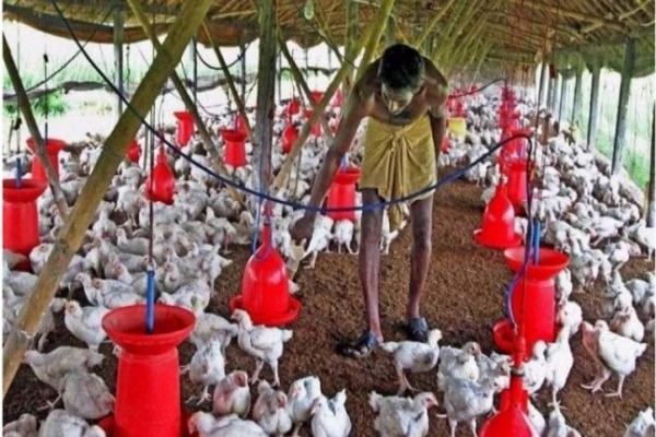 Coronavirus: Maharashtra poultry sector faces Rs 100 crore loss in 15 days Coronavirus: Maharashtra poultry sector faces Rs 100 crore loss in 15 days