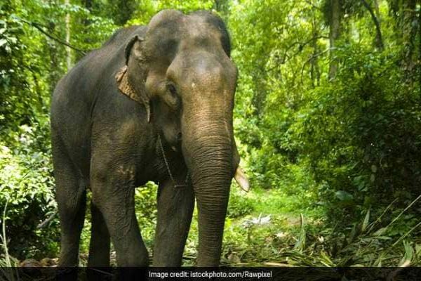 Elephant Dies After Being Trapped In Slush For 4 Days In Chhattisgarh Elephant Dies After Being Trapped In Slush For 4 Days In Chhattisgarh