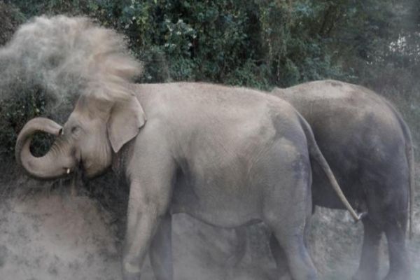 Elephant rampage in Odisha compels authorities to shut down over 600 schools Elephant rampage in Odisha compels authorities to shut down over 600 schools