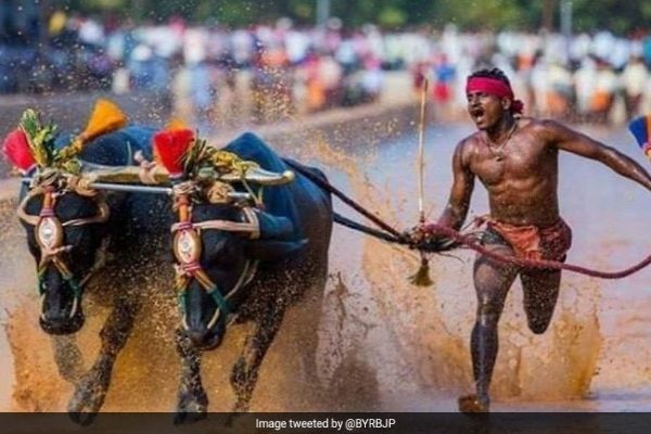 From Running With Buffalo To Turning Usain Bolt, The Srinivas Gowda Story From Running With Buffalo To Turning Usain Bolt, The Srinivas Gowda Story
