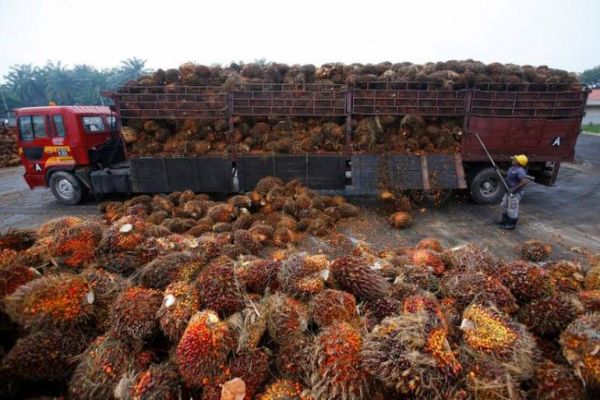 Govt puts restrictions on import of refined palm oil Govt puts restrictions on import of refined palm oil