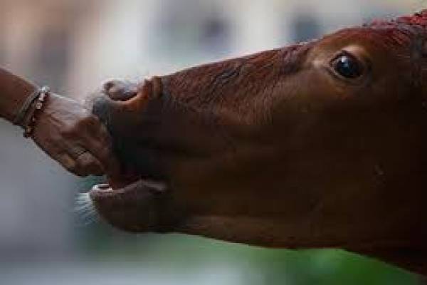 Gujarat HC suspends jail term of first man convicted for cow slaughter News Image