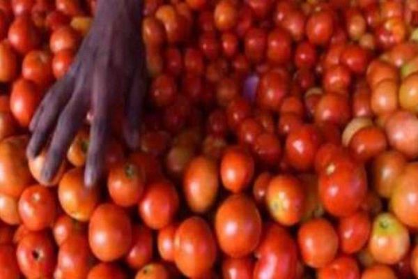 Heavy Rains Lead to Price Rise, Tomato Costs Rs 80 Per kg Heavy Rains Lead to Price Rise, Tomato Costs Rs 80 Per kg