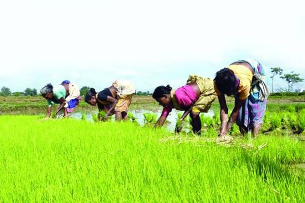 Paddy area deficit widens to 12.5 pct in a week to August 2 News Image