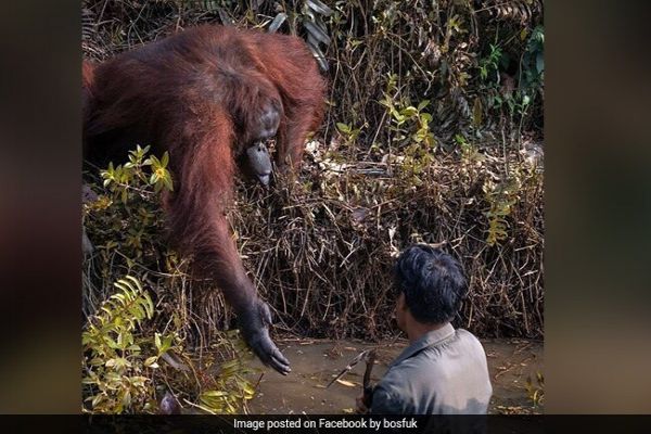 Incredible Moment An Orangutan Extends A Helping Hand To Man In River Incredible Moment An Orangutan Extends A Helping Hand To Man In River