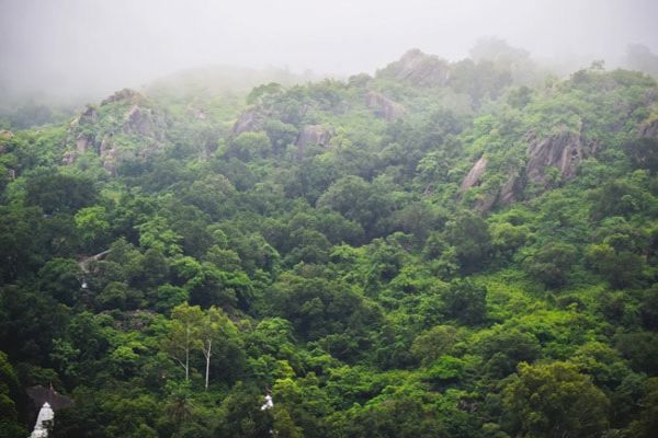 India's Forest Cover Expanded By Over 5,000 Square Km In 2 Years: Report India's Forest Cover Expanded By Over 5,000 Square Km In 2 Years: Report