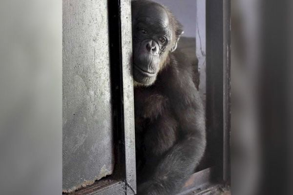India's Oldest Chimpanzee Fights Health Issues, Delhi Zoo Intensifies Treatment News Image