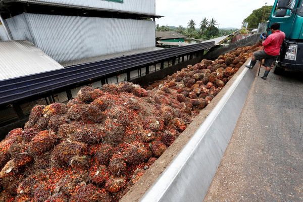 India palm import curbs to start Malaysia, Indonesia price war - association India palm import curbs to start Malaysia, Indonesia price war - association