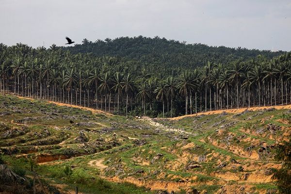 Malaysia Open To Davos Talks With India Amid Palm Oil Spat Malaysia Open To Davos Talks With India Amid Palm Oil Spat