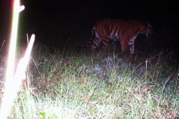 Man-eating tiger in Karnataka forest traced and captured News Image