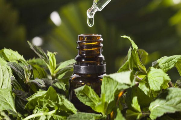 Mentha oil futures slip tracking weak spot prices News Image