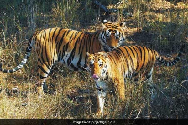 More Than 2,300 Tigers Killed, Trafficked This Century: Report News Image