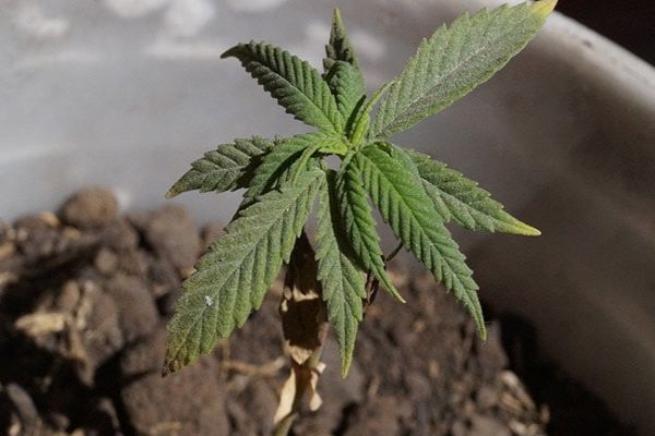 More Than 500 kg Cannabis Seized Inside Lorry In Andhra Pradesh News Image
