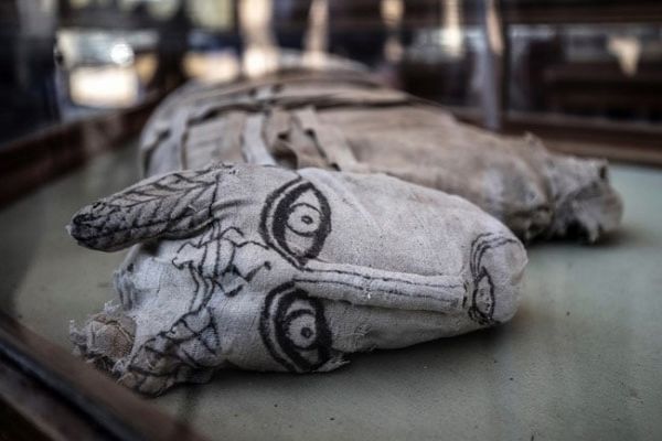 Mummified Lion Cubs, Cats, Crocodiles Unveiled In Egypt News Image