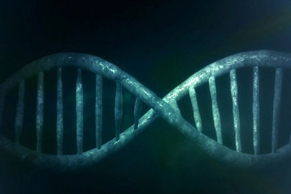 New Approach Tested For Injecting Gene Therapy Vectors In Kidney New Approach Tested For Injecting Gene Therapy Vectors In Kidney