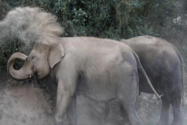 Odisha: 3 killed, 4 injured after elephant goes wild in Puri district Odisha: 3 killed, 4 injured after elephant goes wild in Puri district