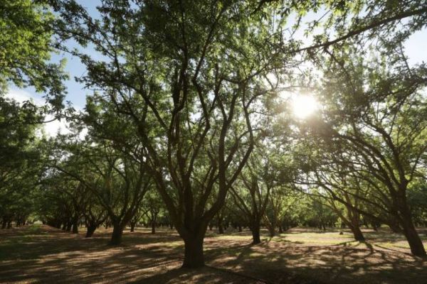 Odisha govt saved 700 trees by switching over to paperless budgeting: Governor Odisha govt saved 700 trees by switching over to paperless budgeting: Governor