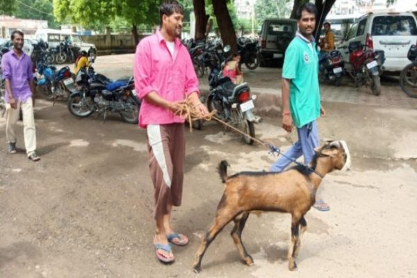 One night police custody for goat who strayed inside judge's bungalow News Image