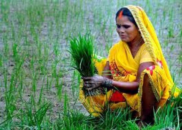 Over 5 cr farmers yet to get 3rd instalment of PM-Kisan scheme: Govt Over 5 cr farmers yet to get 3rd instalment of PM-Kisan scheme: Govt