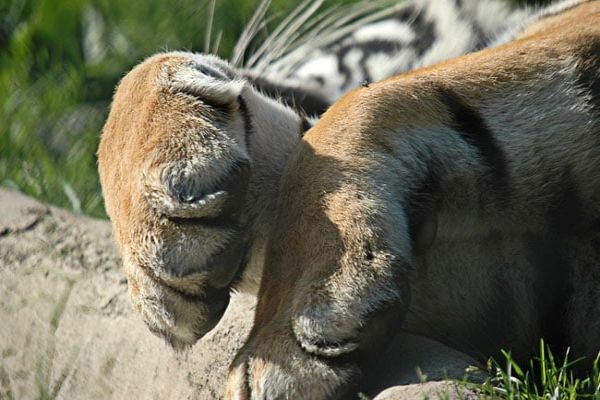Panna Reserve Sees Tiger Population Grow To 50 From Zero In A Decade News Image