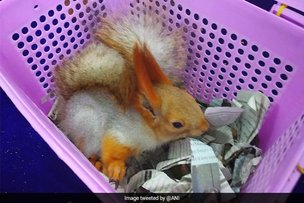 Passenger Arrested With 21 Exotic Animals At Chennai International Airport Passenger Arrested With 21 Exotic Animals At Chennai International Airport