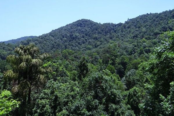 Paying Countries Not To Chop Down Forests Works, Study Shows News Image