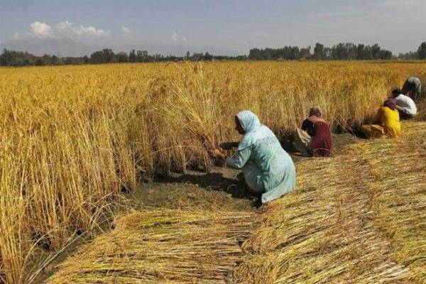 PM-Kisan scheme: PM Modi releases Rs 12,000 crore for 6 crore farmers PM-Kisan scheme: PM Modi releases Rs 12,000 crore for 6 crore farmers