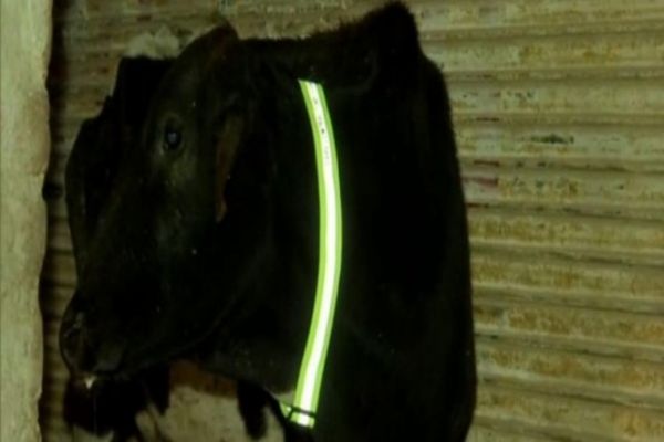 Radium collars to save cows from fog-related accidents in Panchkula Radium collars to save cows from fog-related accidents in Panchkula