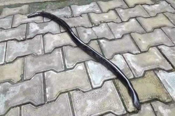 Red Sand Boa Snake Worth Rs 1.25 Crore Rescued In Madhya Pradesh Red Sand Boa Snake Worth Rs 1.25 Crore Rescued In Madhya Pradesh