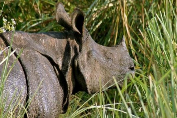 Rhinos to be reintroduced at Corbett Tiger Reserve News Image