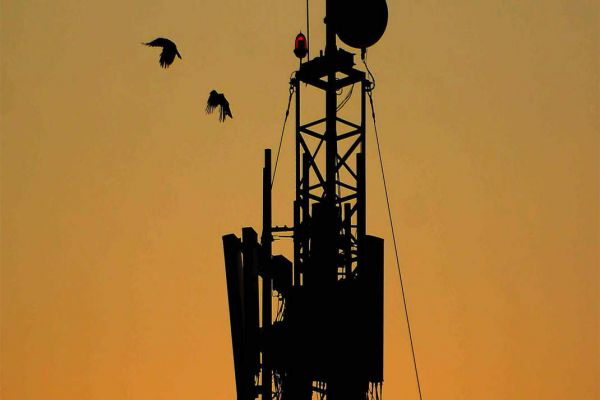 Risk of duopoly in telecom sector higher than before: Analyst Risk of duopoly in telecom sector higher than before: Analyst