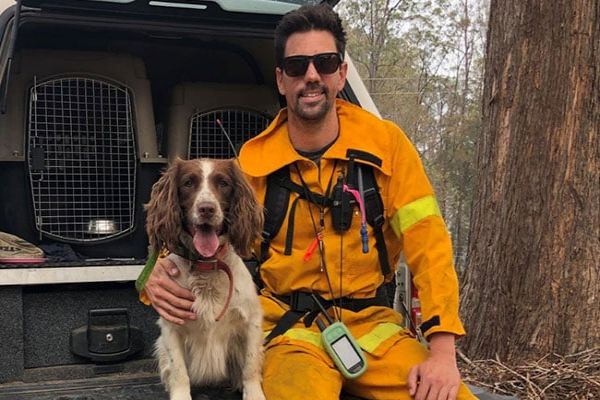 Search Dog Taylor A Bushfire-Hit Koala's Best Friend Search Dog Taylor A Bushfire-Hit Koala's Best Friend