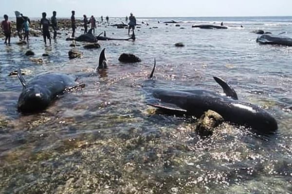 Seven Stranded Whales Found Dead In Indonesia News Image