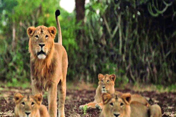 Special Rs 350-cr package for conservation of Gir lions: Minister News Image