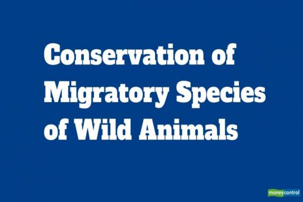 Summit on conservation of migratory species in Gujarat from February 17 Summit on conservation of migratory species in Gujarat from February 17