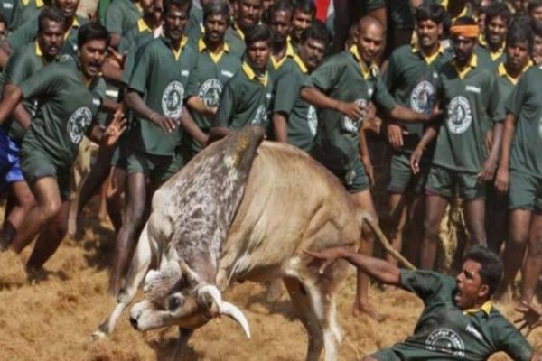 Supreme Court dismisses plea seeking stay on Jallikattu Supreme Court dismisses plea seeking stay on Jallikattu